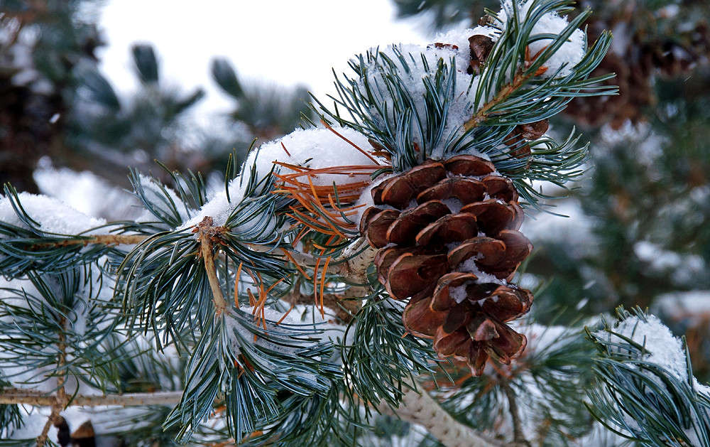 ������ ������ ����� �������  �� PhotoGeek.ru #������ ��� �������