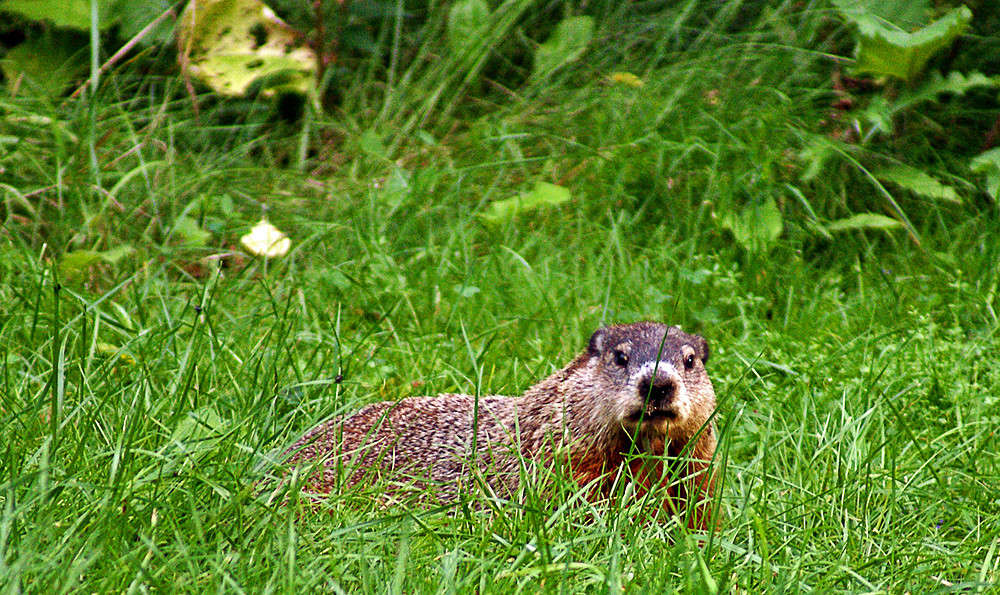 ���� � �������� ����� �������  �� PhotoGeek.ru #�������� ���