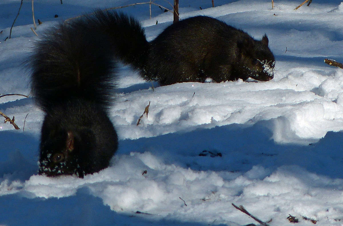 ������������� � ����������� ����� �������  �� PhotoGeek.ru #�������� ���