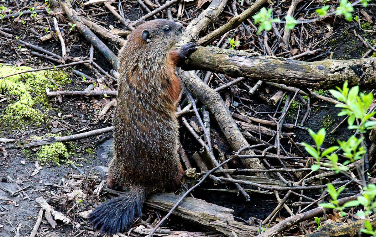 ����� � ������� �� ��������� ����� �������  �� PhotoGeek.ru #�������� ���