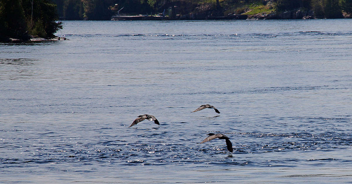 �������-����������� ����� �������  �� PhotoGeek.ru #�������� ���