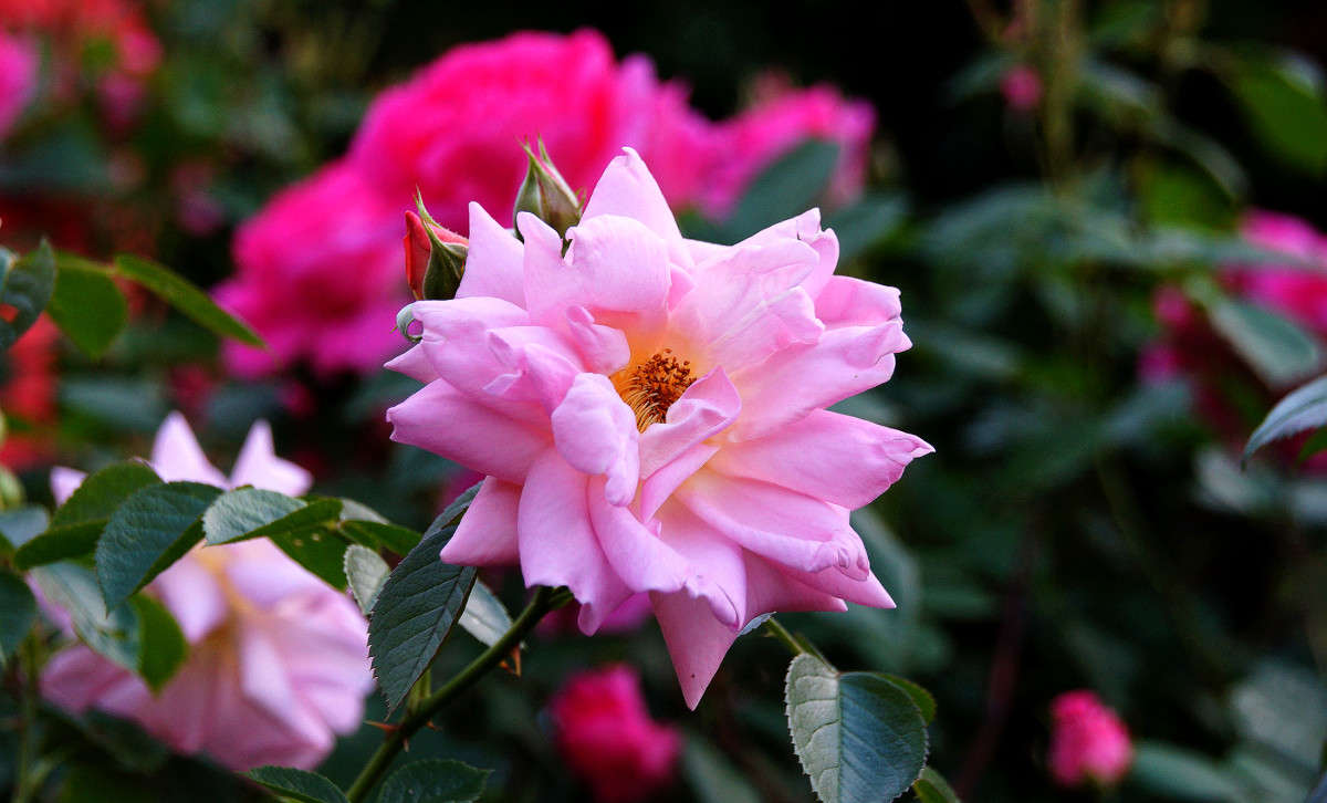 ��� ��� ����� ������ ����� �������  �� PhotoGeek.ru #������ ��� �������