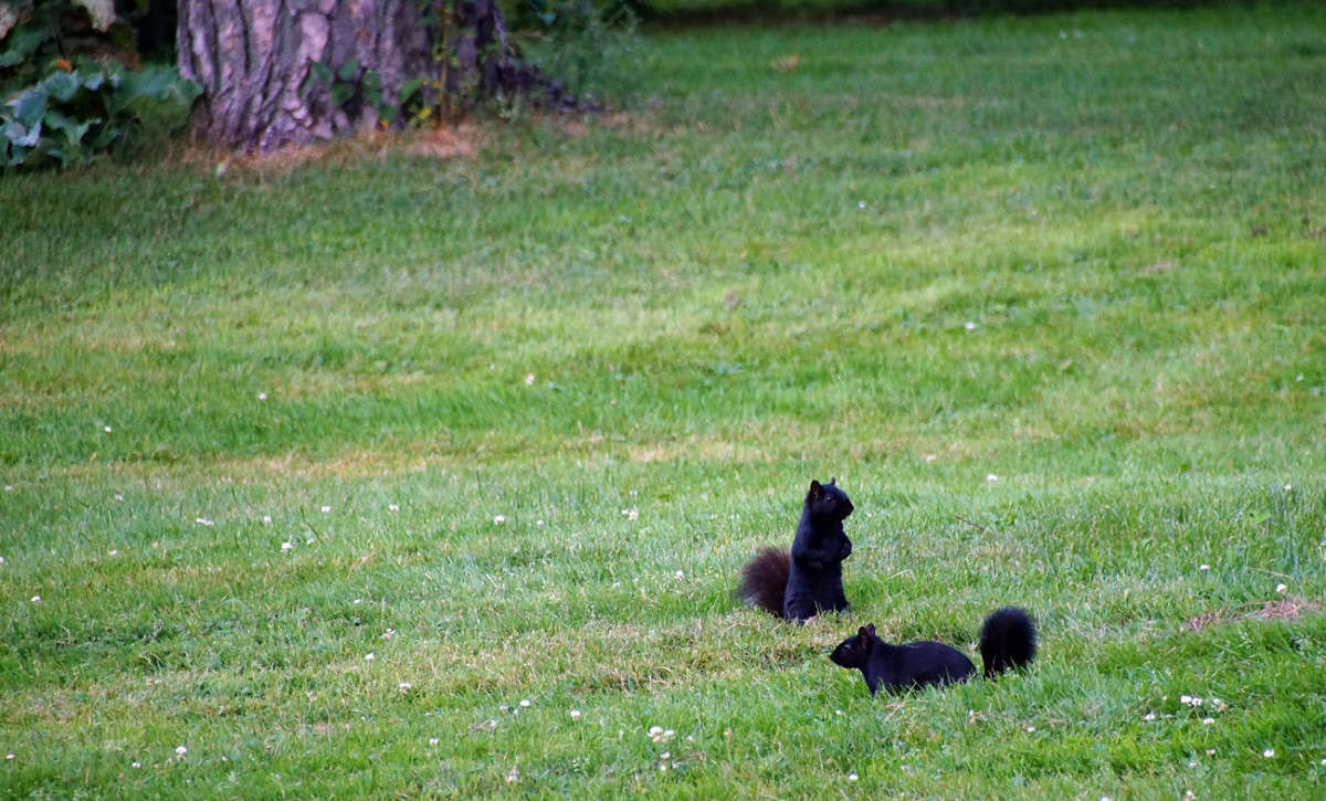 �� ������� ����� ����� �������  �� PhotoGeek.ru #�������� ���