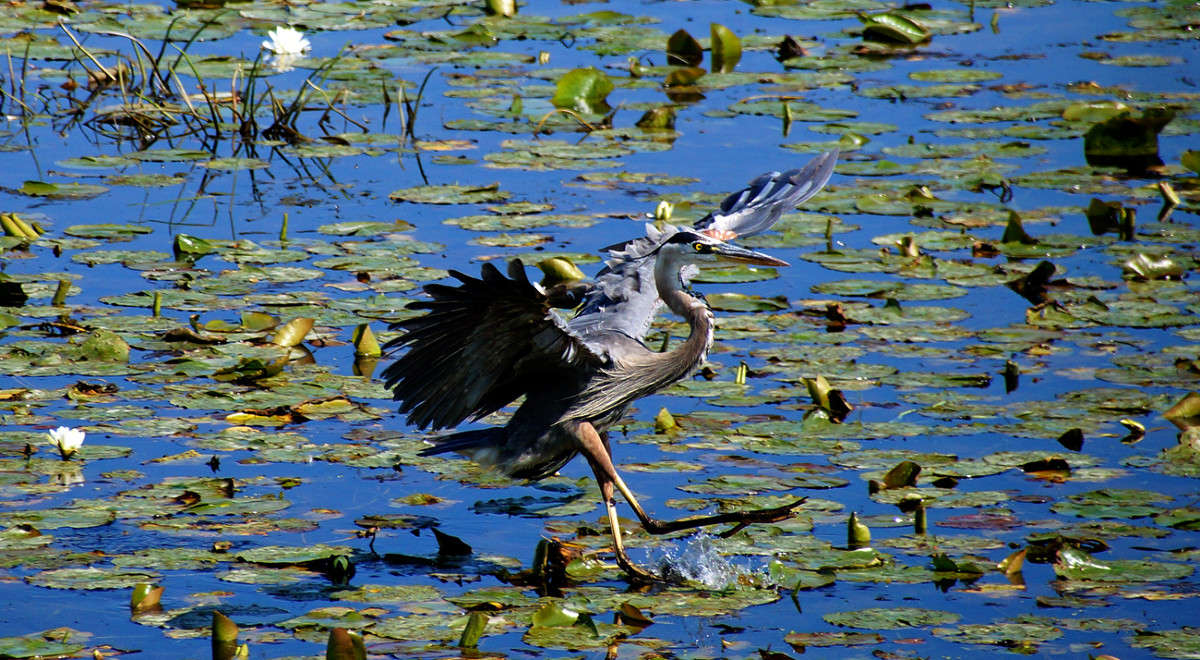 ����� ����� �������  �� PhotoGeek.ru #�������� ���