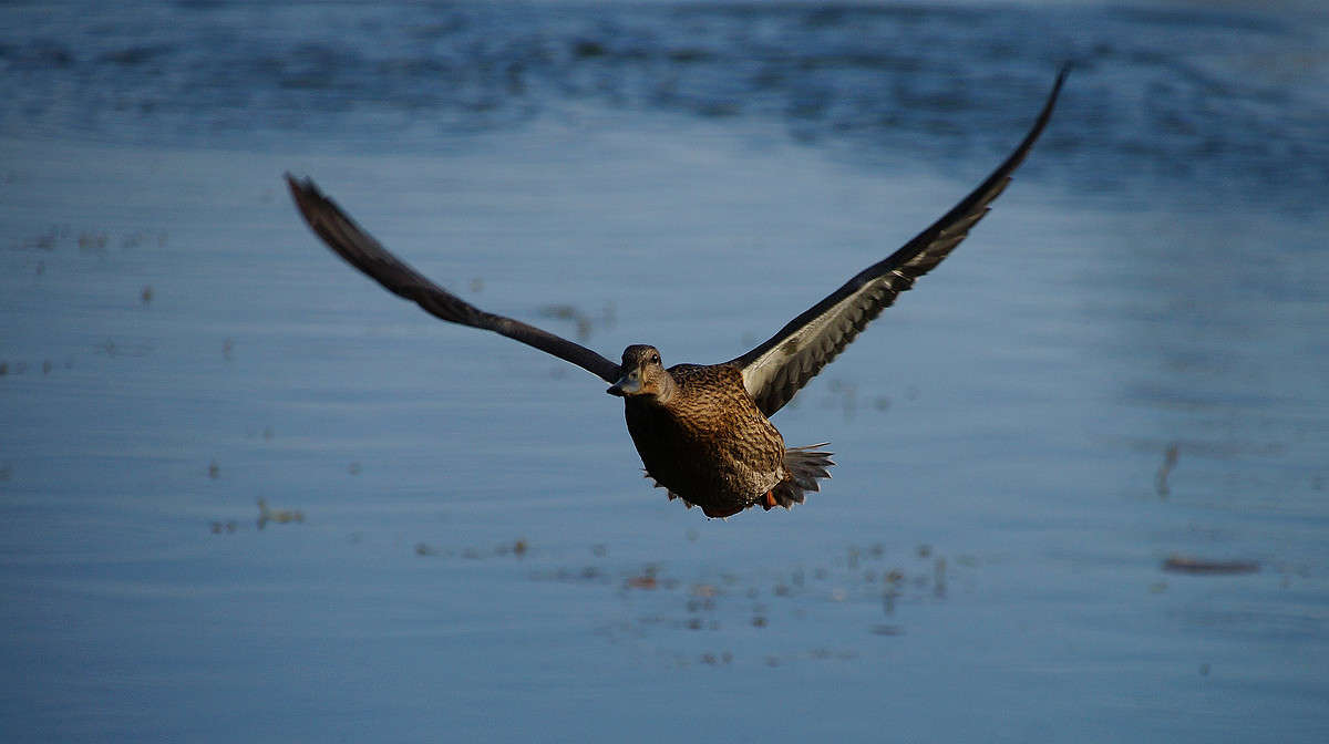 ������ ���� � ����� ����� �������  �� PhotoGeek.ru #�������� ���