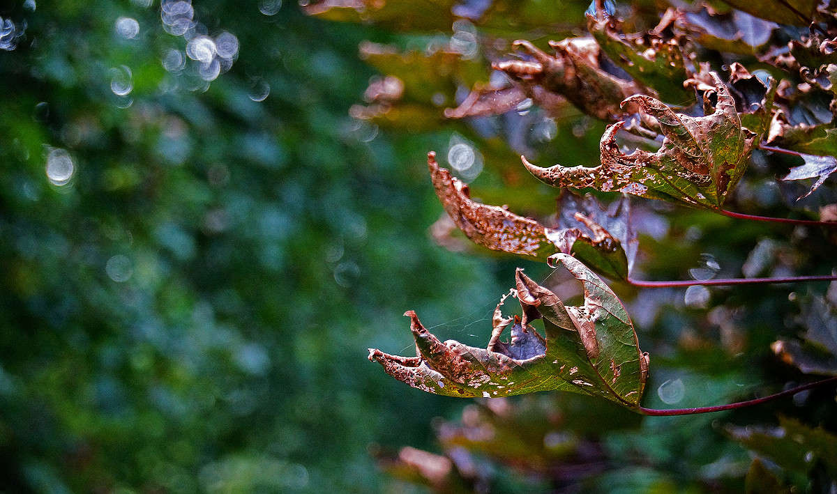 �������� ��� ������ ����� ����� �������  �� PhotoGeek.ru #������ ��� �������
