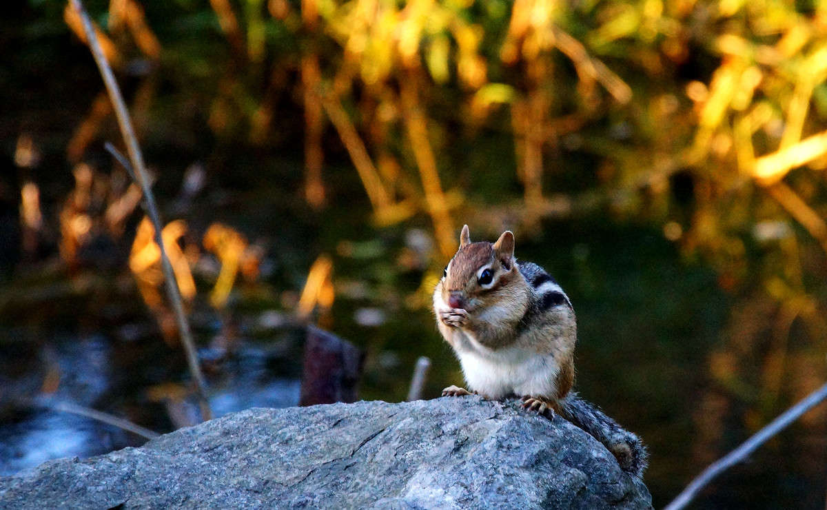 ��������� ���� ����� �������  �� PhotoGeek.ru #�������� ���