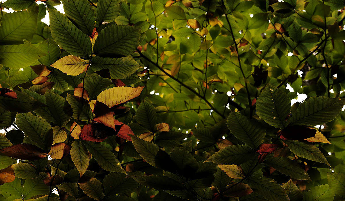 ����� ����� �������  �� PhotoGeek.ru #������ ��� �������