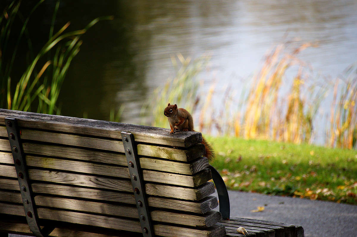 ����� � �������� ����� �������  �� PhotoGeek.ru #�������� ���