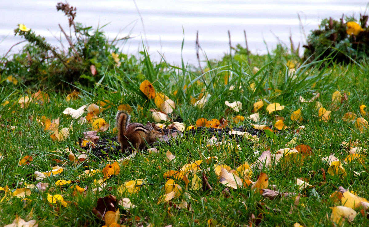 �������� ����� �������  �� PhotoGeek.ru #�������� ���