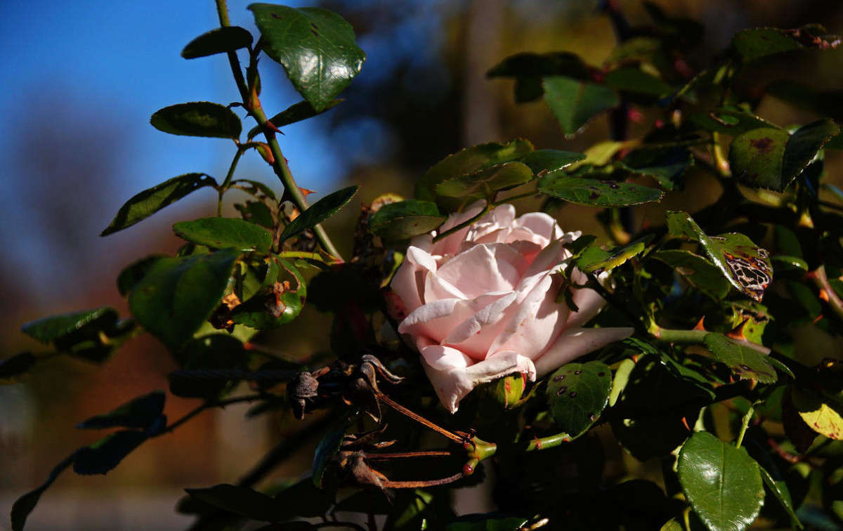 ���� ���������� ����� �������  �� PhotoGeek.ru #������ ��� �������