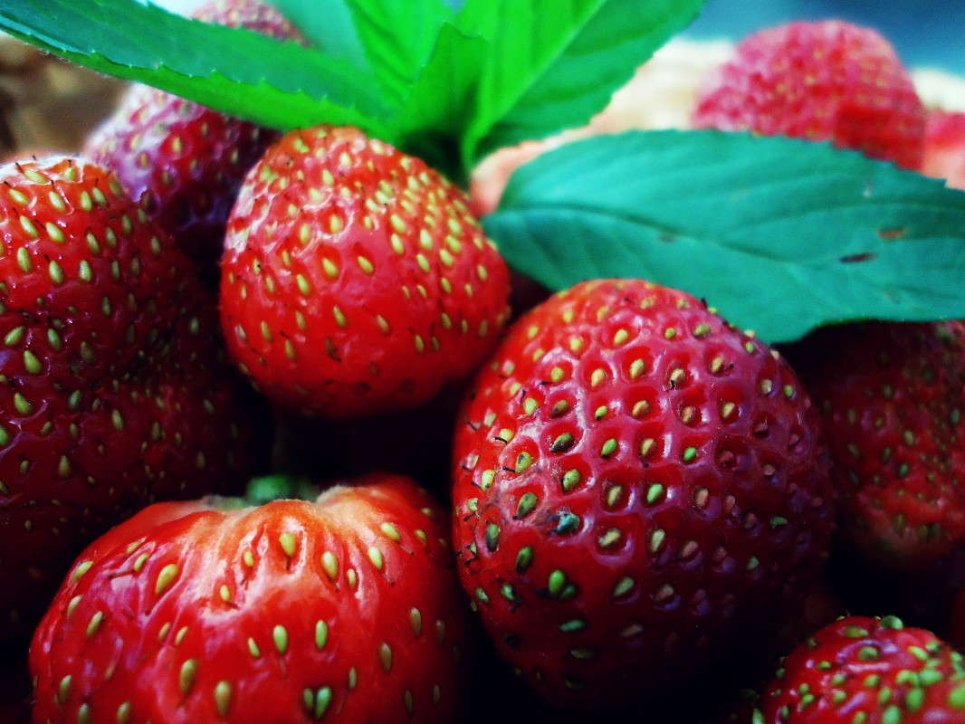 Strawberry  Cassandra   PhotoGeek.ru # 