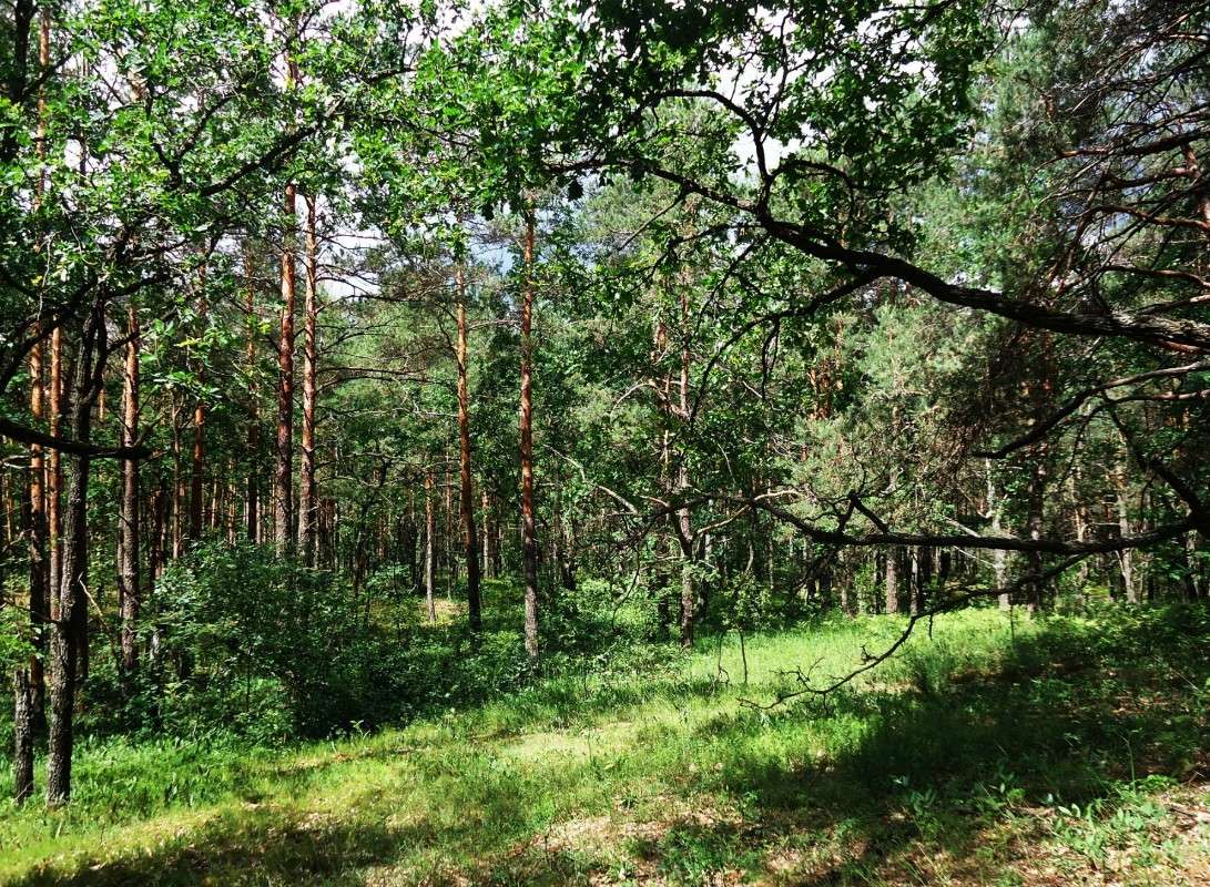 Forest  Cassandra   PhotoGeek.ru #  