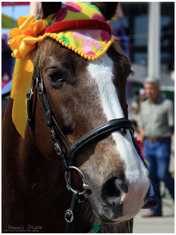 Horse ����� ����� ����� �� PhotoGeek.ru #�������� ��� #������� #������