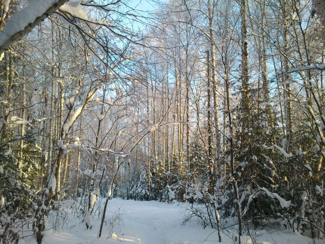 Зимой в лесу