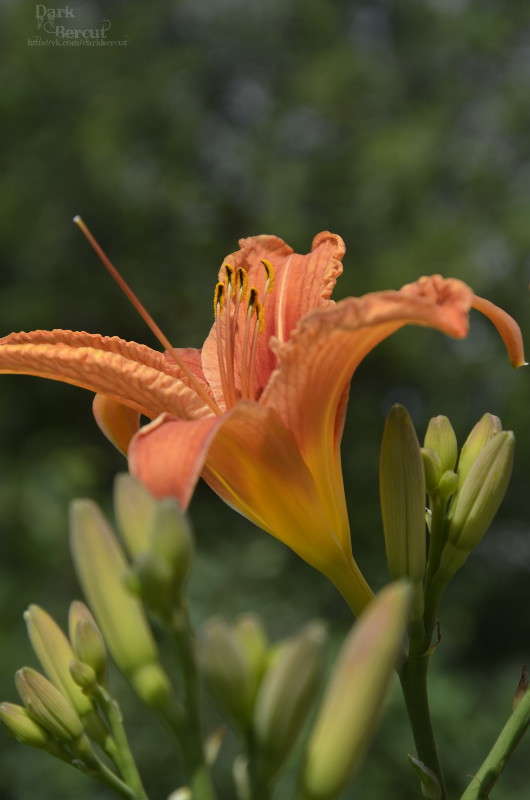 ����� ������������ ����� DarkBercut  �� PhotoGeek.ru #����� #����� ��������������