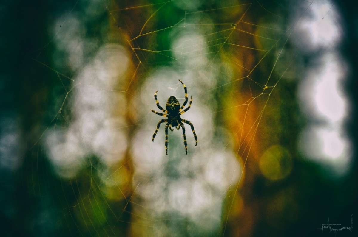 Spider The Killer  DarkBercut   PhotoGeek.ru # #  # #- #
