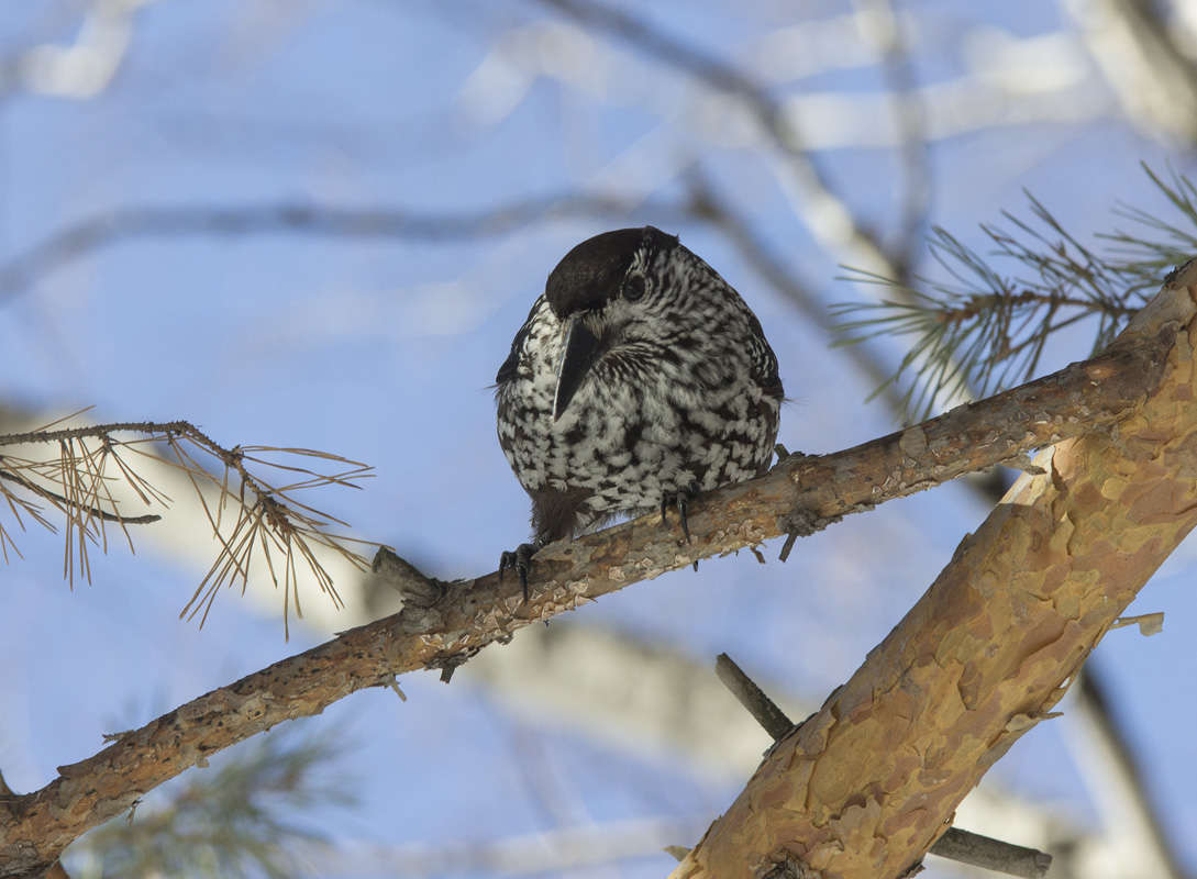 �������� ����� dedo ������. �� PhotoGeek.ru #�������� ���