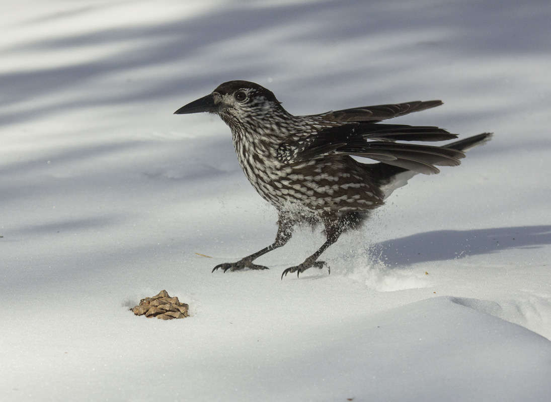 �������� 2 ����� dedo ������. �� PhotoGeek.ru #�������� ���