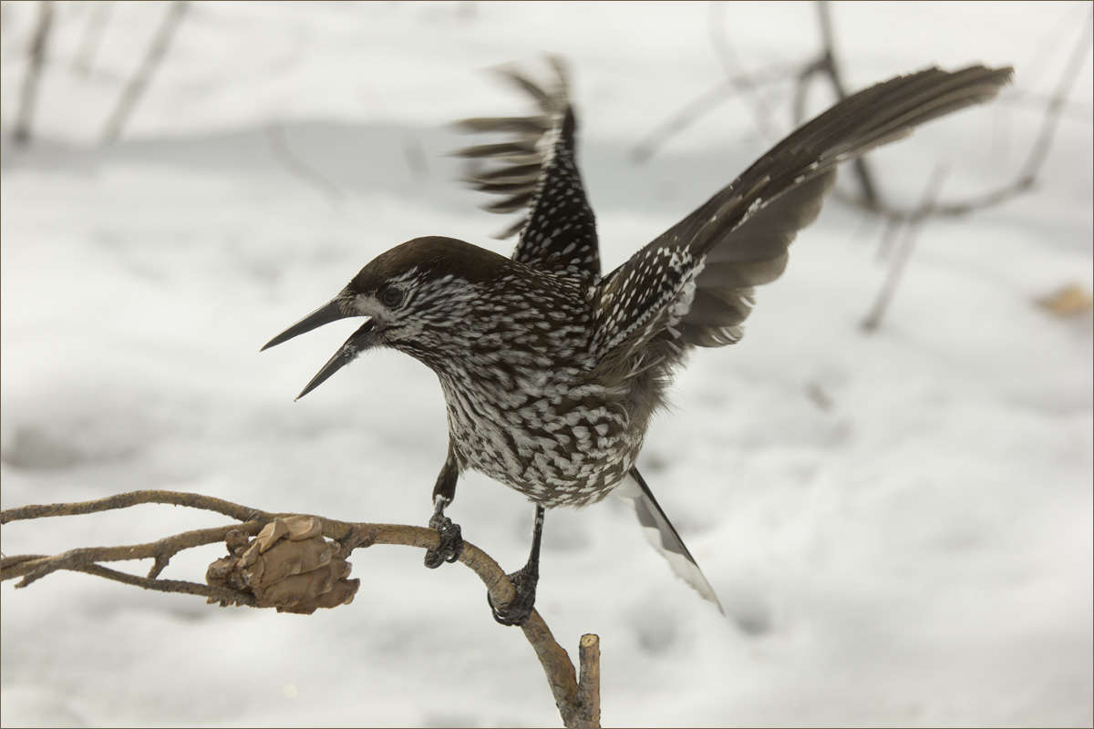 �������� 3 ����� dedo ������. �� PhotoGeek.ru #�������� ���