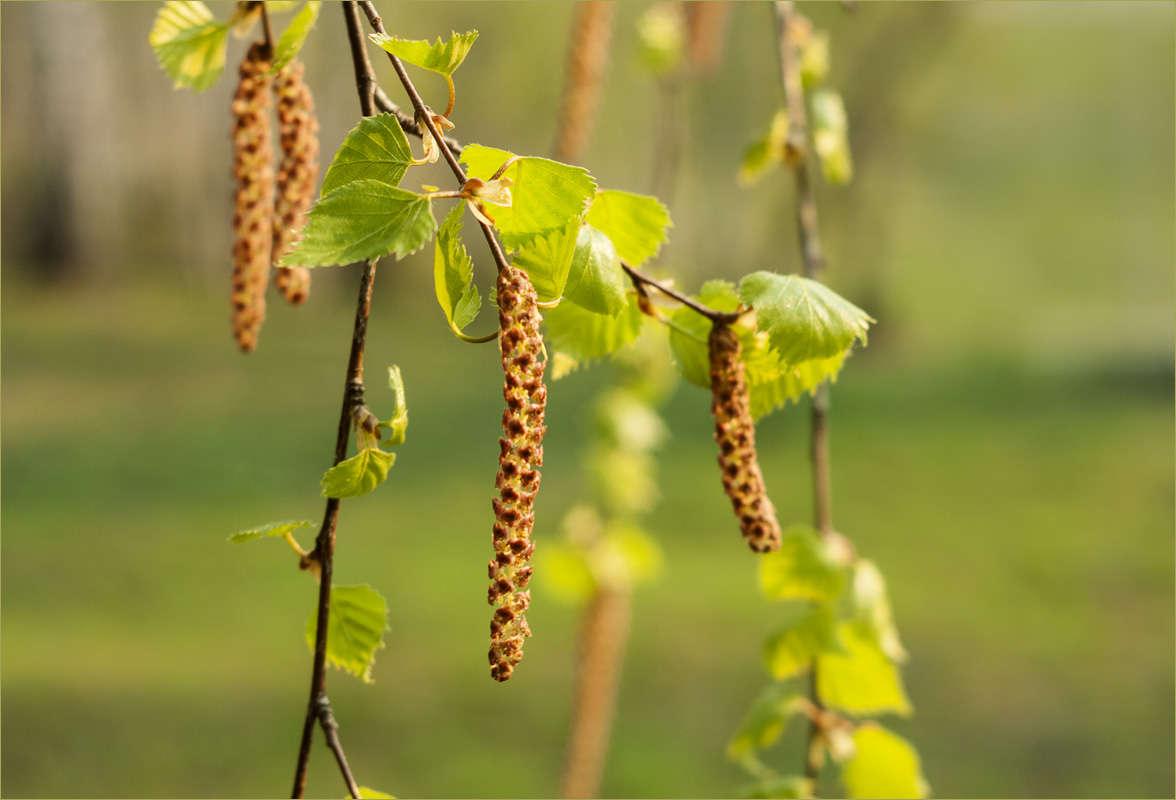 ����� ����� dedo ������. �� PhotoGeek.ru #������ ��� �������