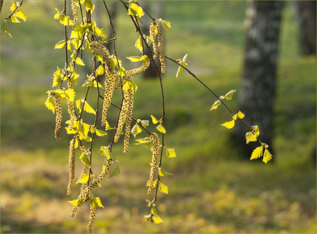 �����-2 ����� dedo ������. �� PhotoGeek.ru #������ ��� �������