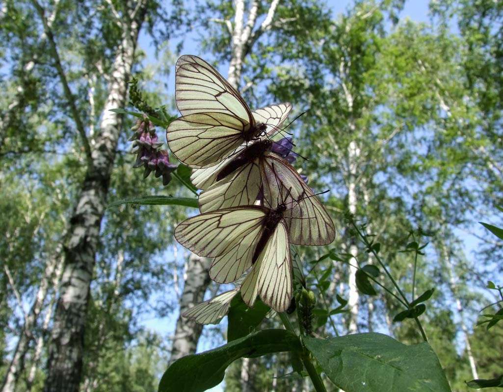... ����� dedo ������. �� PhotoGeek.ru #�����