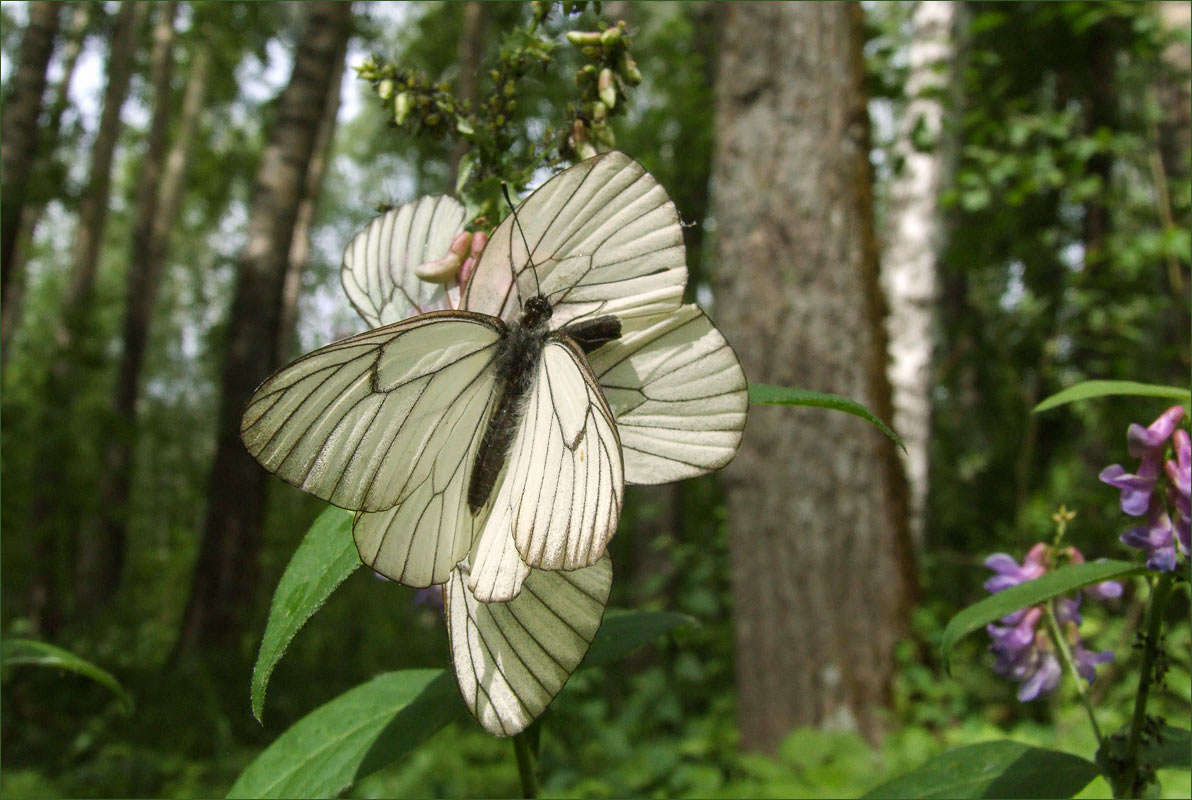 �� ������. ����� dedo ������. �� PhotoGeek.ru #�����