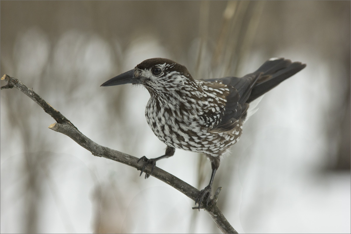 �� ����� ��������-1. ����� dedo ������. �� PhotoGeek.ru #�������� ���