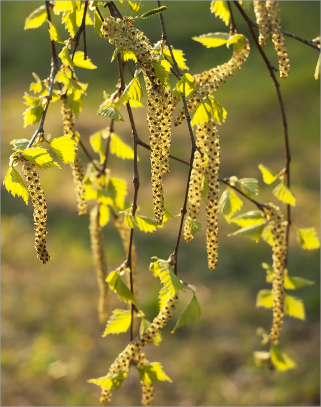 �������-2 ����� dedo ������. �� PhotoGeek.ru #������ ��� ������� #���������