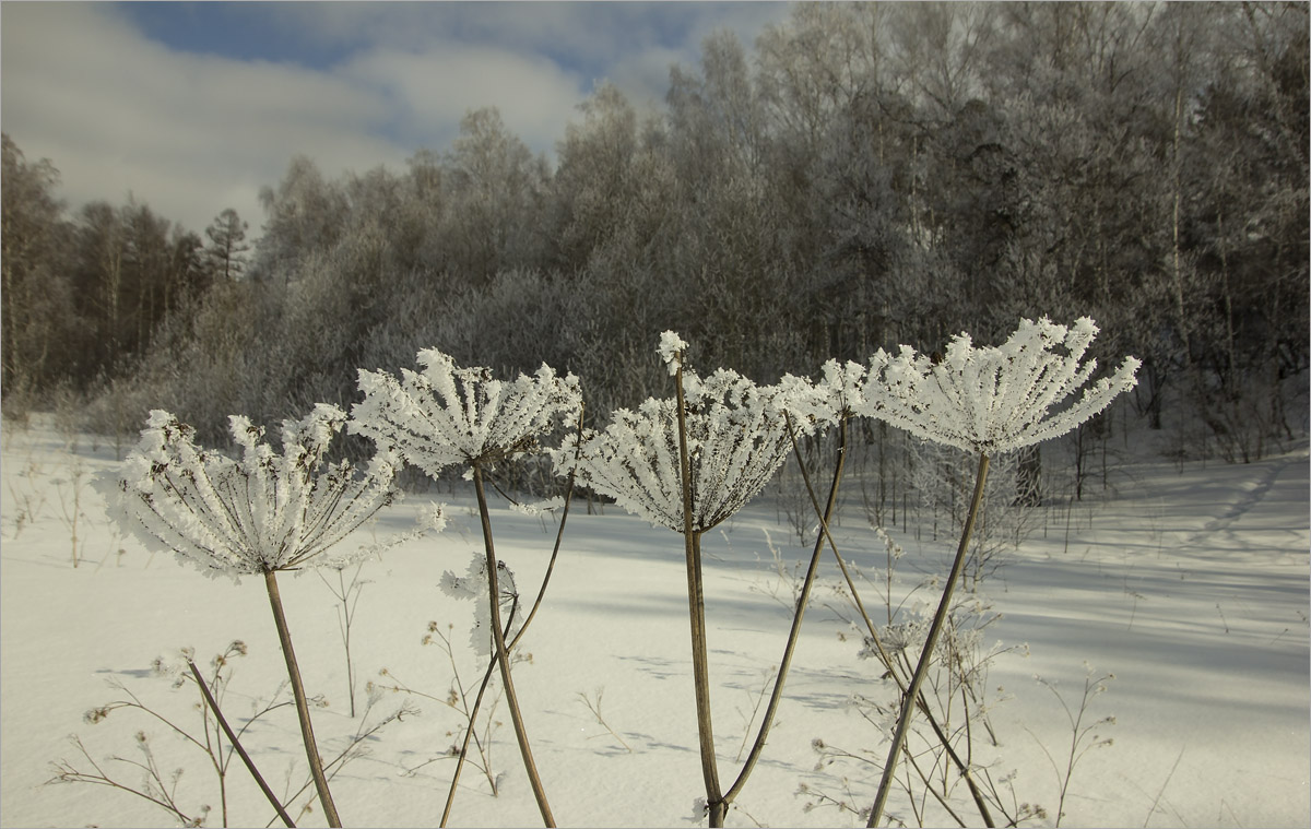 ����.. ����� dedo ������. �� PhotoGeek.ru #������ ��� ������� #���������