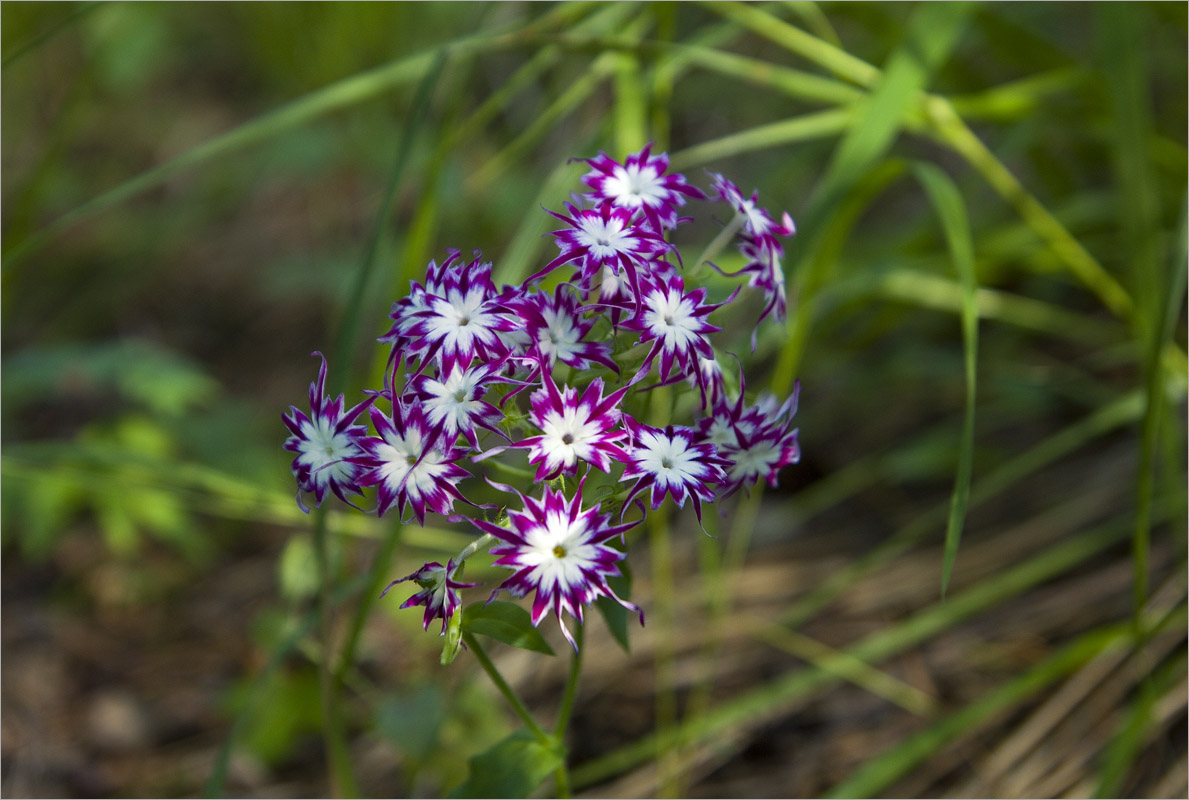 ... ����� dedo ������. �� PhotoGeek.ru #������ ��� ������� #���������