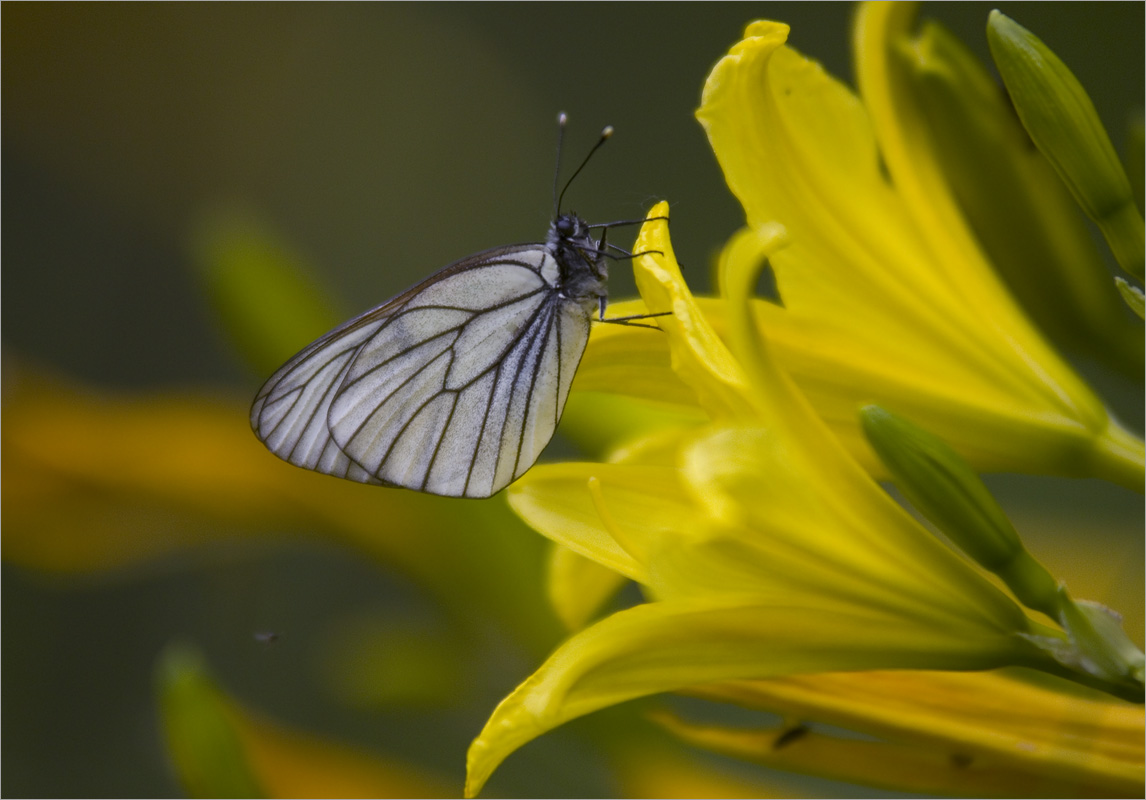 ��������... ����� dedo ������. �� PhotoGeek.ru #������ ��� ������� #���������