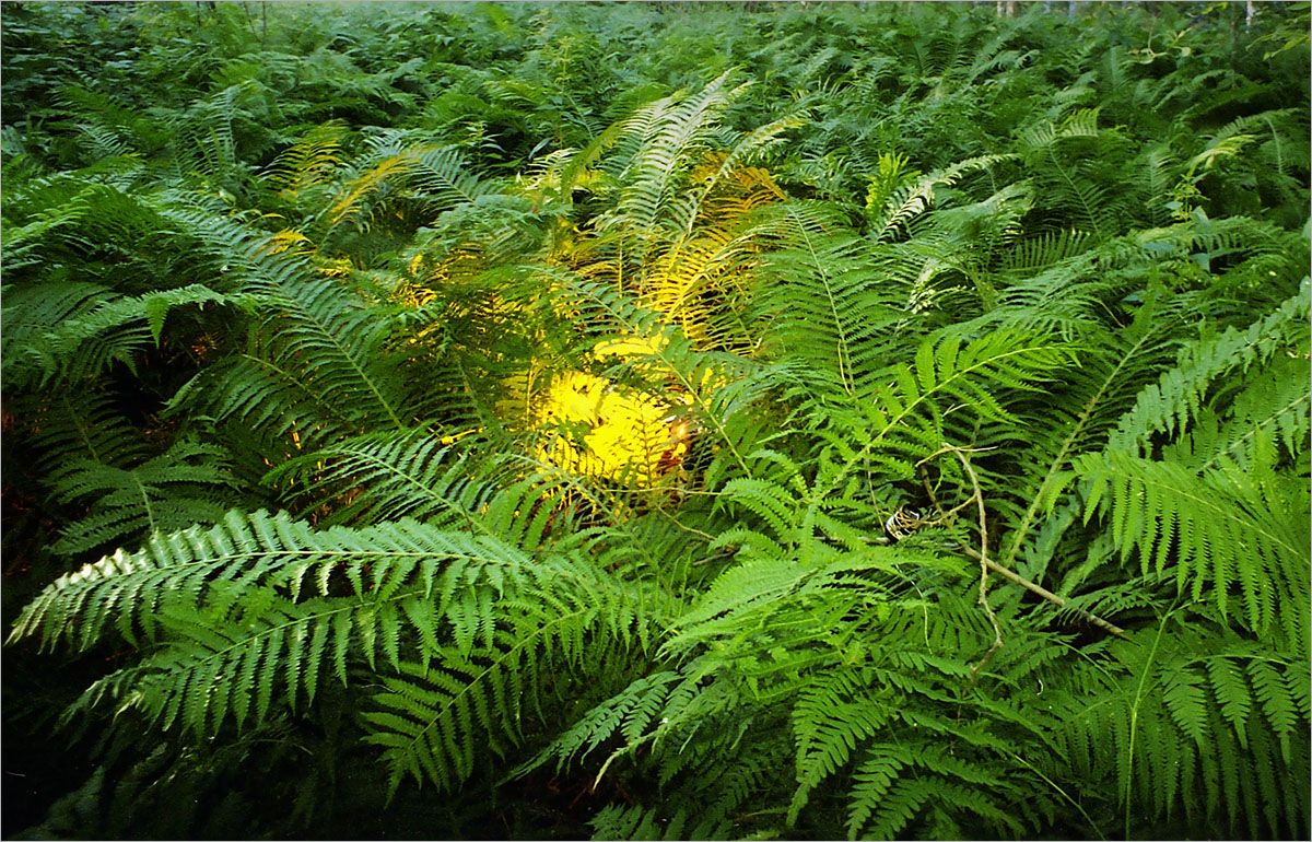 � ���� �� ����� ������... ����� dedo ������. �� PhotoGeek.ru #������ ��� ������� #���������