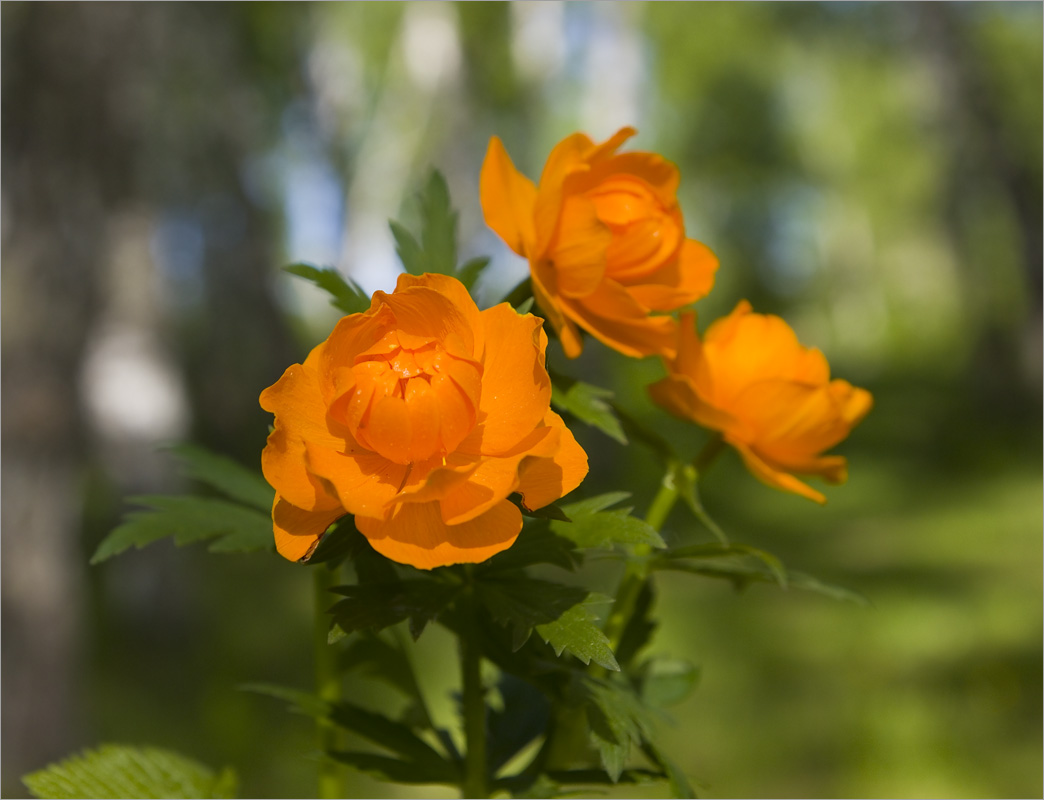 Весеннее... / Весеннее... / Фотография на PhotoGeek.ru