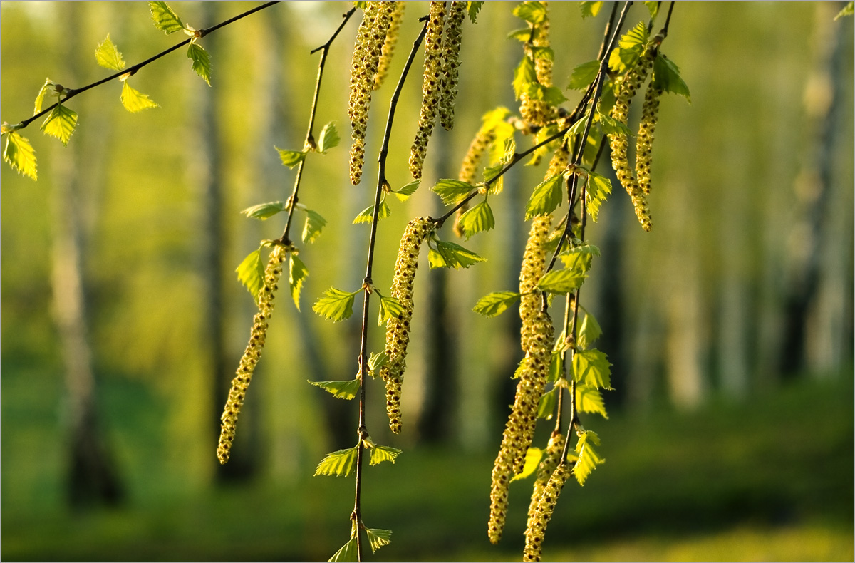 ������ ��� -3 ����� dedo ������. �� PhotoGeek.ru #������ ��� ������� #���������