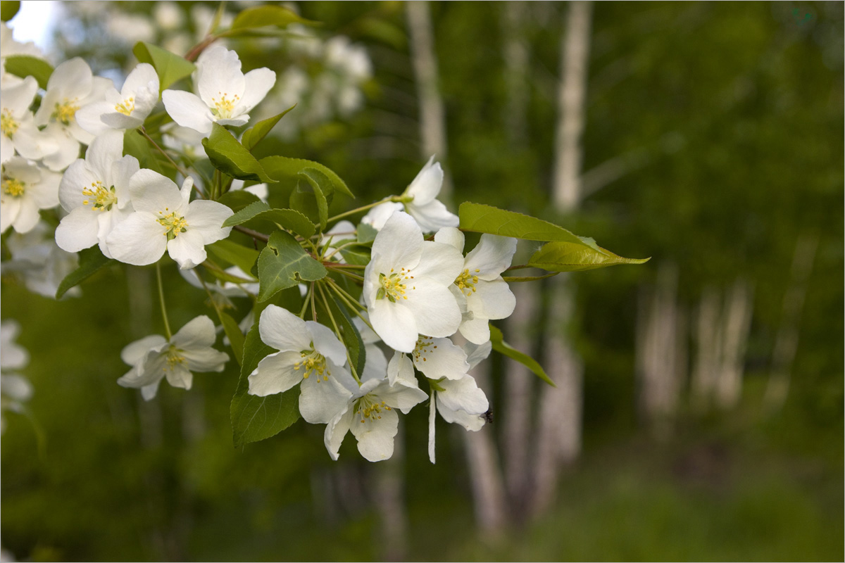 ...�������� ����� dedo ������. �� PhotoGeek.ru #������ ��� ������� #���������