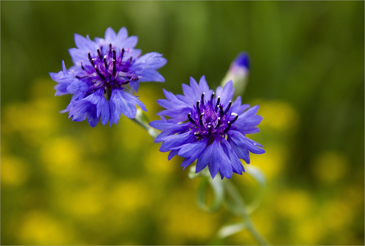 ...  dedo .  PhotoGeek.ru #   #