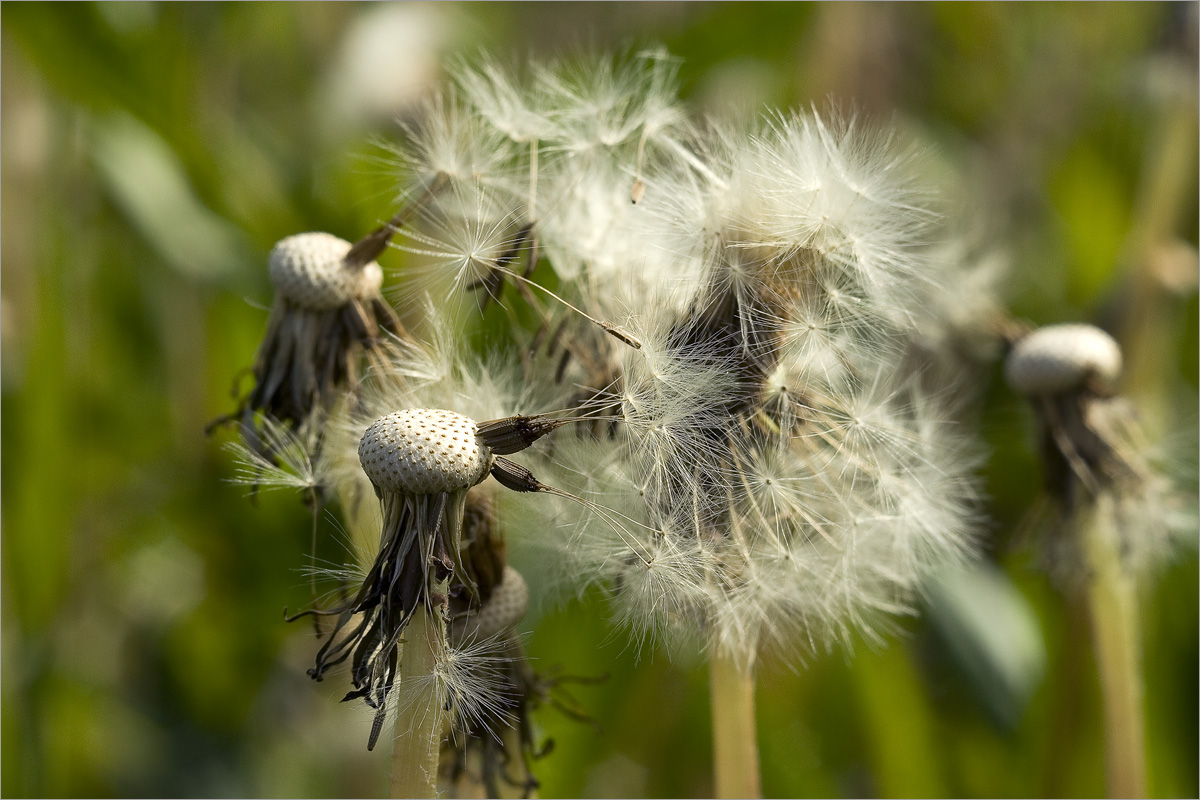 ����� �����... ����� dedo ������. �� PhotoGeek.ru #������ ��� ������� #���������