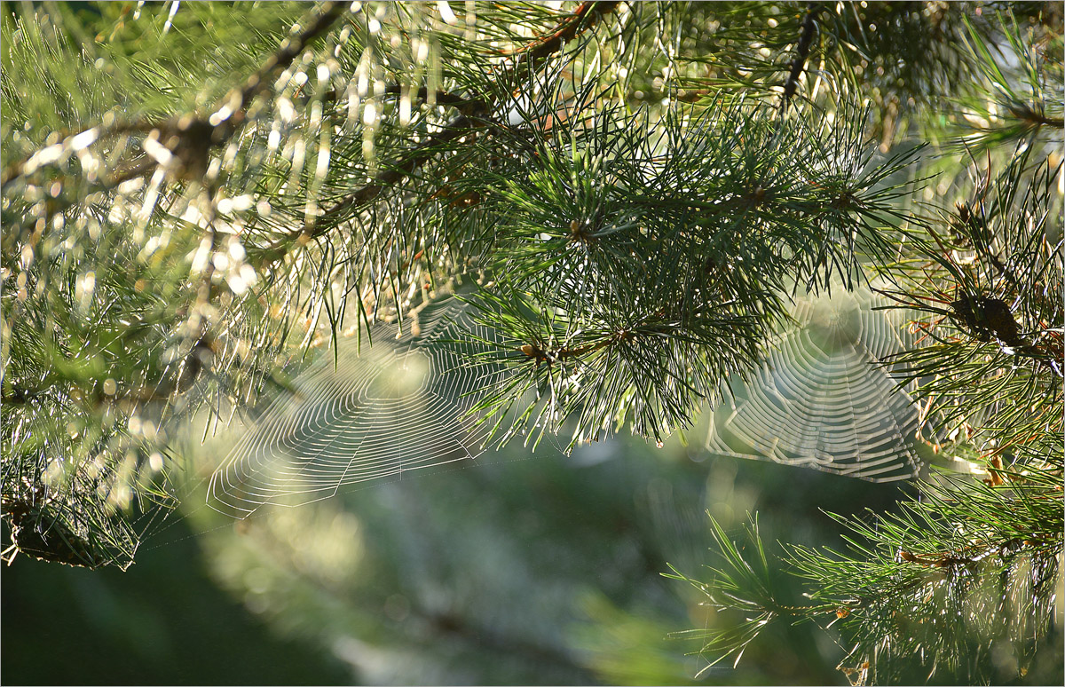 � ���� ����.. ����� dedo ������. �� PhotoGeek.ru #������ ��� ������� #��������� #����� ��������