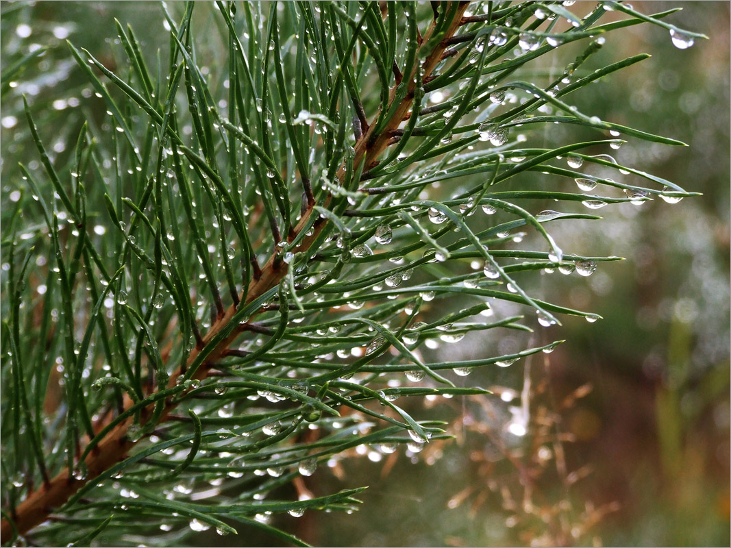 ������� �����... ����� dedo ������. �� PhotoGeek.ru #������ ��� ������� #���������