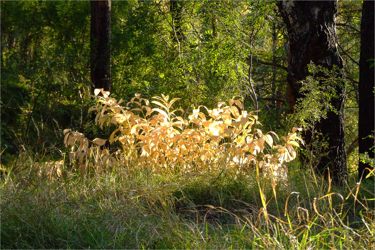 ������� ����������..6 ����� dedo ������. �� PhotoGeek.ru #������ ��� ������� #���������