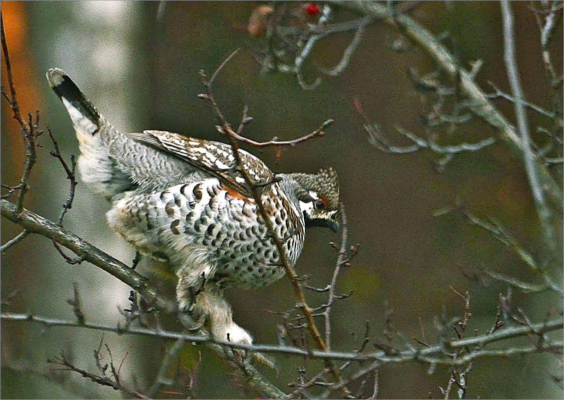 ��������� ����� dedo ������. �� PhotoGeek.ru #�������� ��� #����� ��� ��� ���������