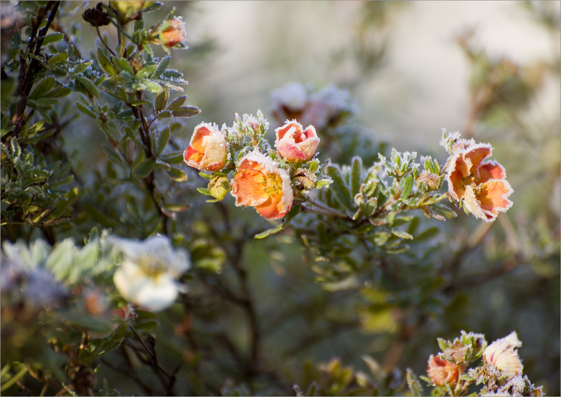 ������  ���������.4 ����� dedo ������. �� PhotoGeek.ru #������ ��� ������� #���������