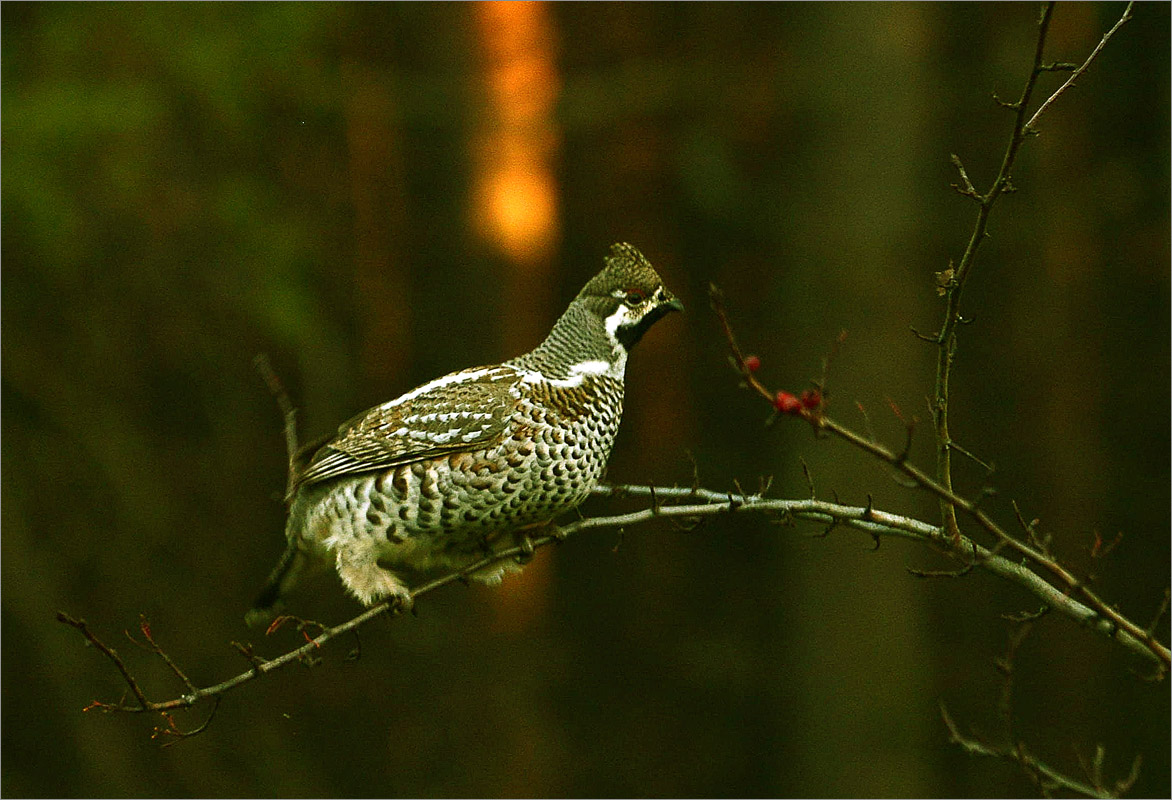 ���������- 3 ����� dedo ������. �� PhotoGeek.ru #�������� ��� #����� ��� ��� ���������