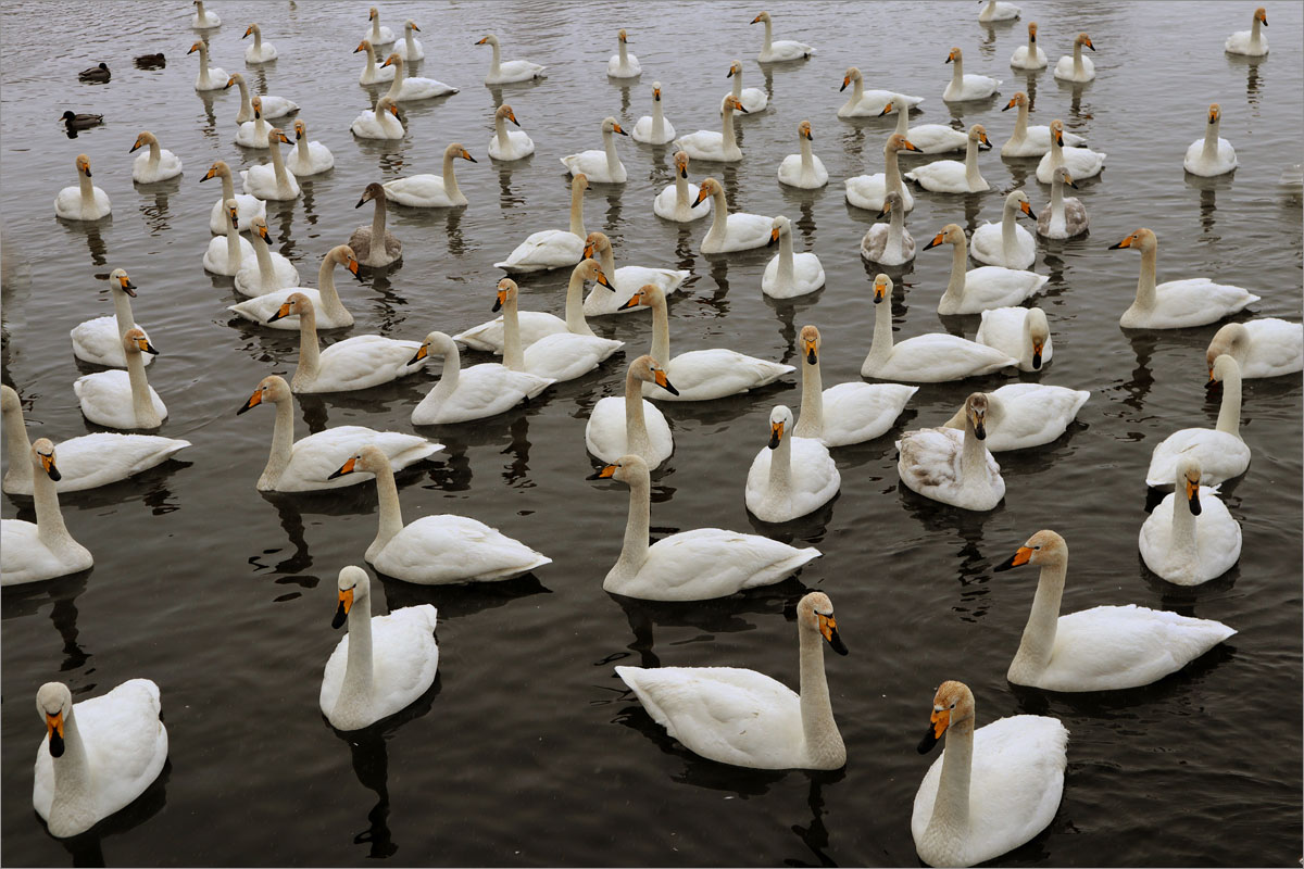 �����-64 ����� dedo ������. �� PhotoGeek.ru #�������� ��� #����� ��� ��� ���������