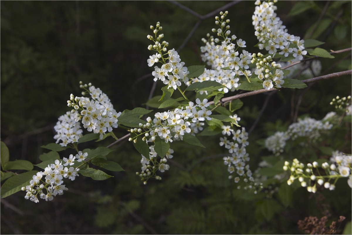 ����� � ����.5 ����� dedo ������. �� PhotoGeek.ru #������ ��� ������� #���������