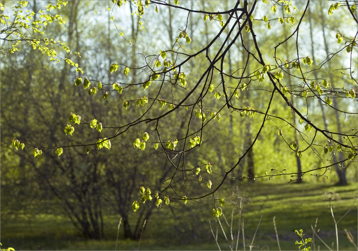 ������  �������.. ����� dedo ������. �� PhotoGeek.ru #������ ��� ������� #����� ��������������