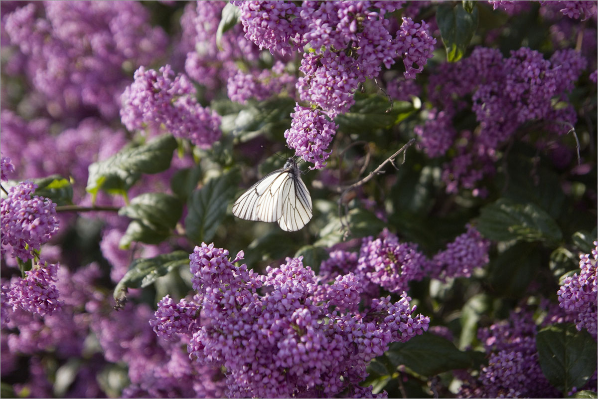 �������� ��������... ����� dedo ������. �� PhotoGeek.ru #������ ��� ������� #����� ��������������