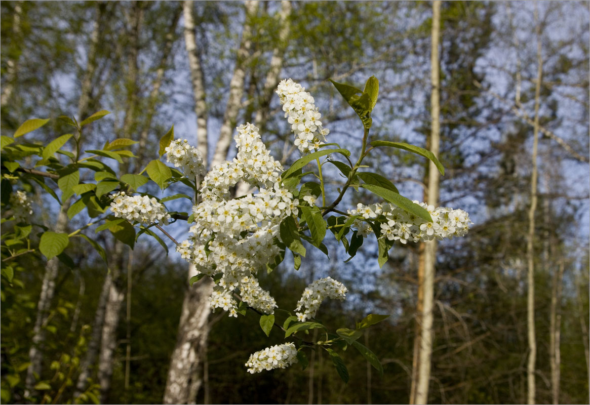 �������� ��������... ����� dedo ������. �� PhotoGeek.ru #������ ��� ������� #����� ��������������